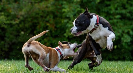 An in-depth guide on how to stop a dog from biting