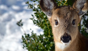 what to do after shooting a deer