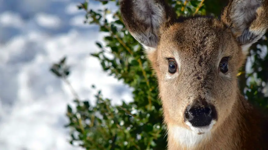 what to do after shooting a deer