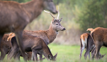 Here's How Hunting And Wildlife Conservation Go Hand In Hand