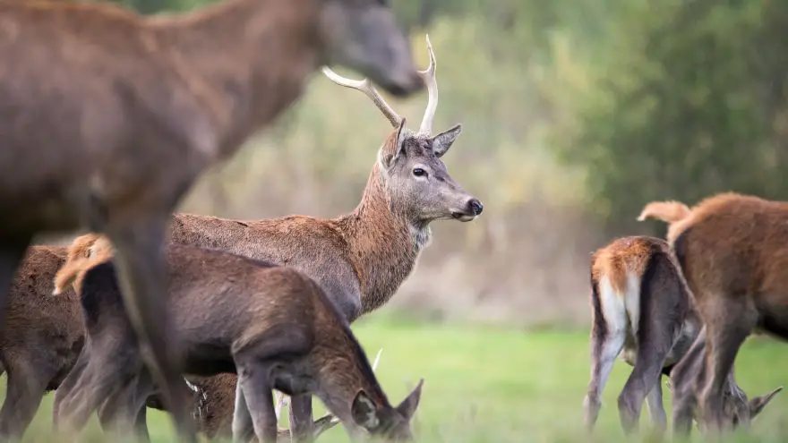 Here's How Hunting And Wildlife Conservation Go Hand In Hand