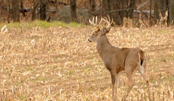 Baiting Deer: the 5 Tips That Actually Work