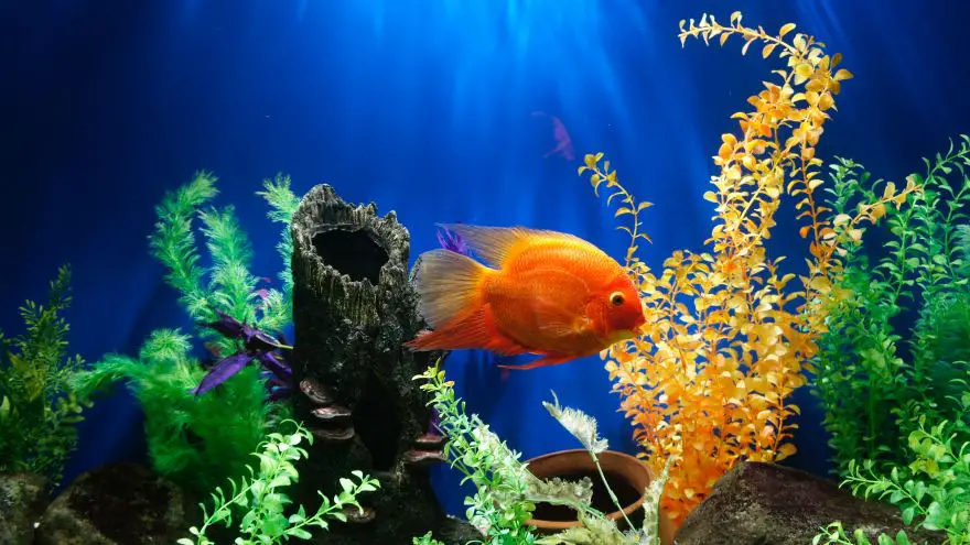 An in-depth review of aquarium decorations.