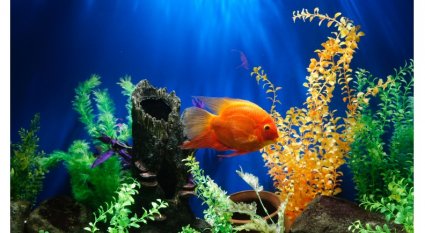 An in-depth review of aquarium decorations.