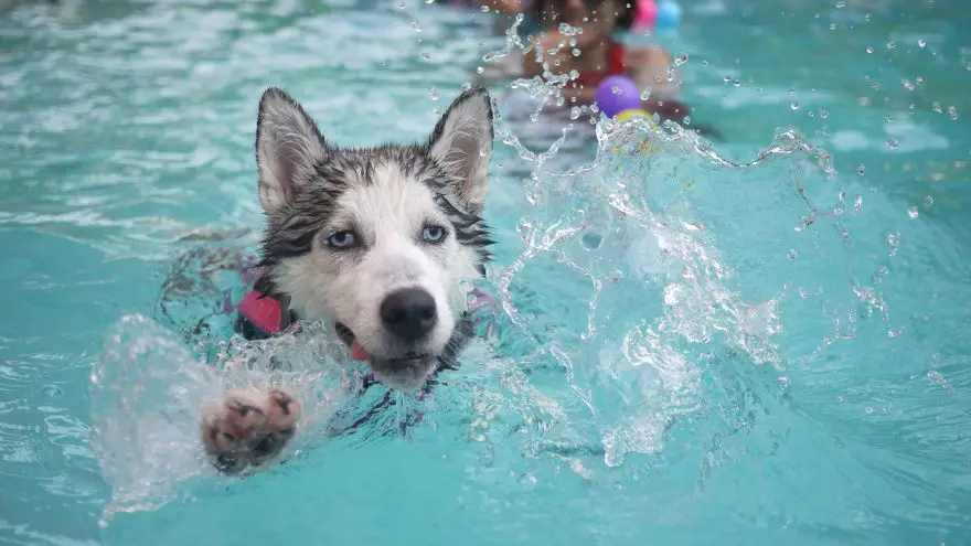 An in-depth guide on the benefits of hydrotherapy for dogs. 
