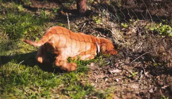 An in-depth guide on how to keep dogs from digging. 