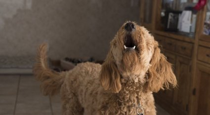 An in-depth guide on how to stop your dog from barking. 