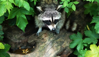 An in-depth review of coon hunting.