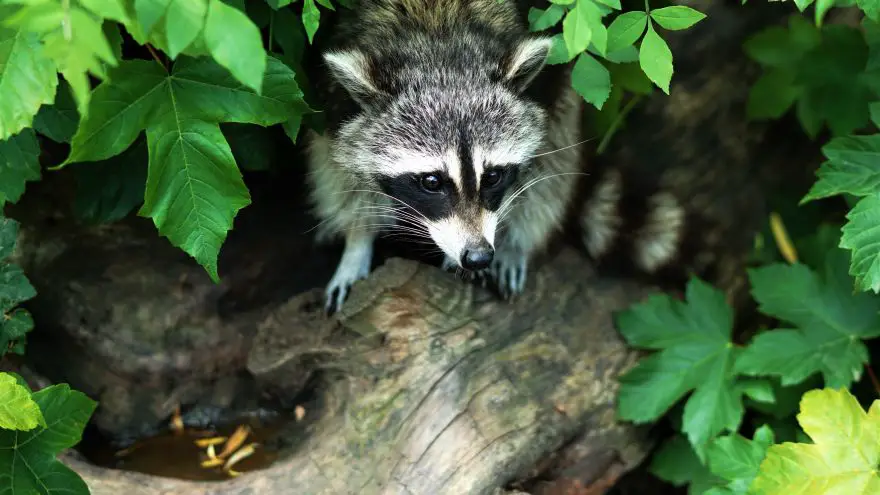 An in-depth review of coon hunting.