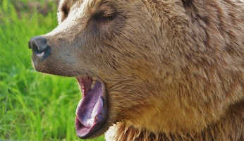 An in depth guide for bear safety while camping. 