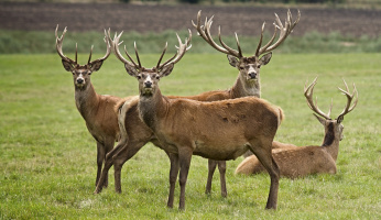 Where To And Not To Shoot A Deer: A Weapon Agnostic Guide