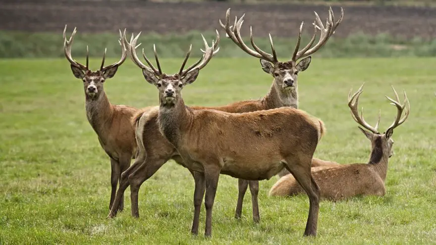 Where To And Not To Shoot A Deer: A Weapon Agnostic Guide