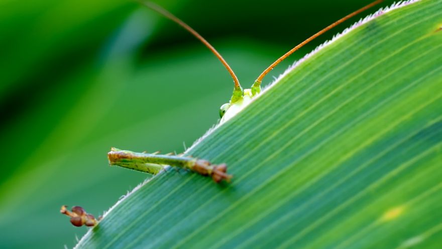 An in-depth review of how to deal with common garden pests.