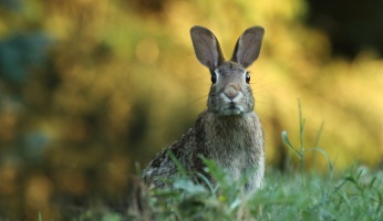 An in-depth review of how to cook rabbit.