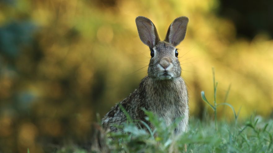 An in-depth review of how to cook rabbit.