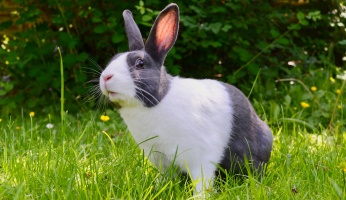An in-depth review of pet rabbit supplies.