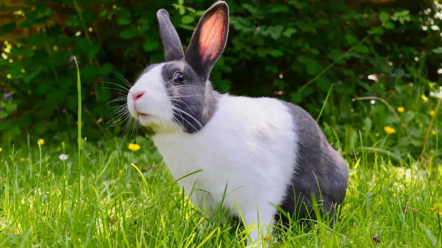 An in-depth review of pet rabbit supplies.