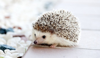 An in-depth guide for the most pertinent information about hedgehog care.