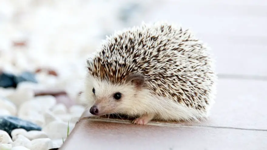 An in-depth guide for the most pertinent information about hedgehog care.