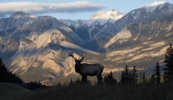 An in-depth review of guided elk hunts.