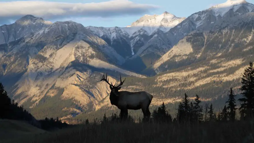 An in-depth review of guided elk hunts.