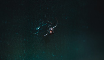 An in-depth review of the most dangerous spiders you should be aware of. 