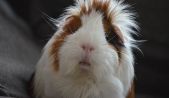 An in-depth review on guinea pig care.