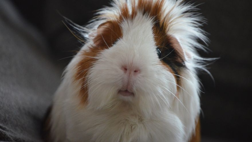 An in-depth review on guinea pig care.
