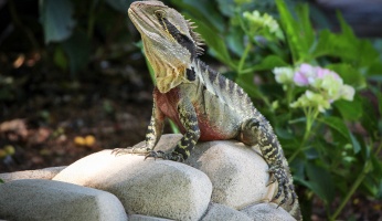 An in-depth review of a pet iguana habitat.