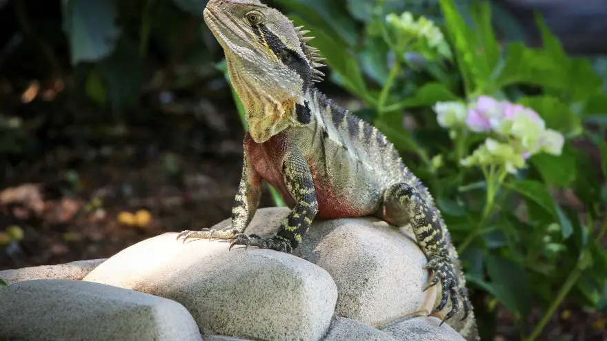 An in-depth review of a pet iguana habitat.