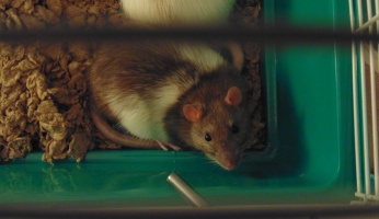 An thorough guide on everything you need to know before deciding to adopt a pet rat. 