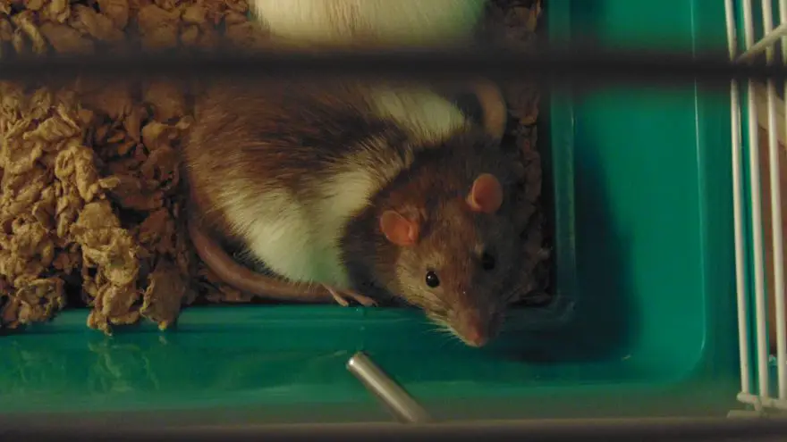 An thorough guide on everything you need to know before deciding to adopt a pet rat. 