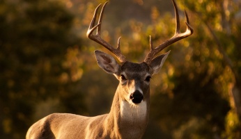 An in-depth review of scoring a deer.