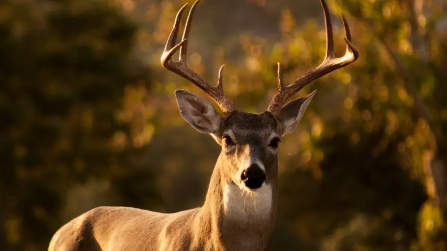 An in-depth review of scoring a deer.