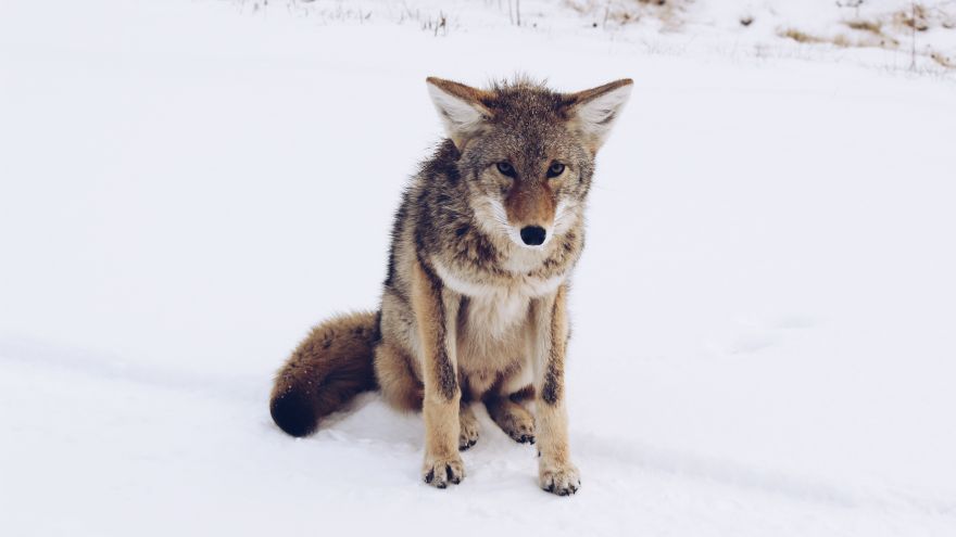 An in-depth guide on coyote hunting for beginners.