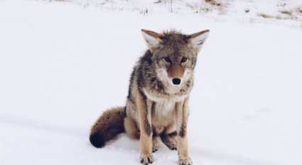 An in-depth guide on coyote hunting for beginners.