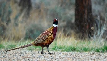 An in-depth guide on how to hunt pheasants. 