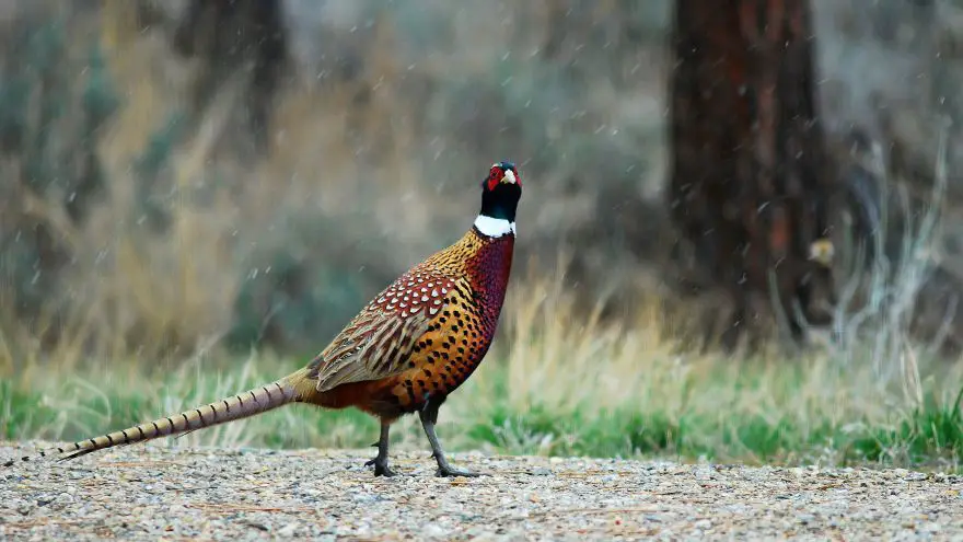 An in-depth guide on how to hunt pheasants. 