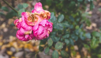 An in-depth guide on deadheading flowers.