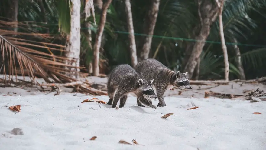 An in-depth review of different types of raccoon deterrents for your home and property.