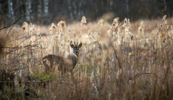 Things Every Public Land Hunter Should Know