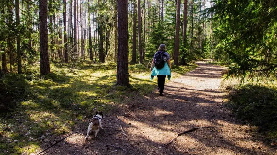 An in-depth guide full of the best tips for hiking with dogs.