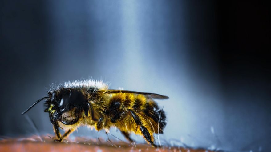 An in-depth guide on bee sting treatments you can try at home.