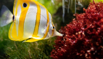 An in-depth guide on which saltwater aquarium fish are best for beginners.