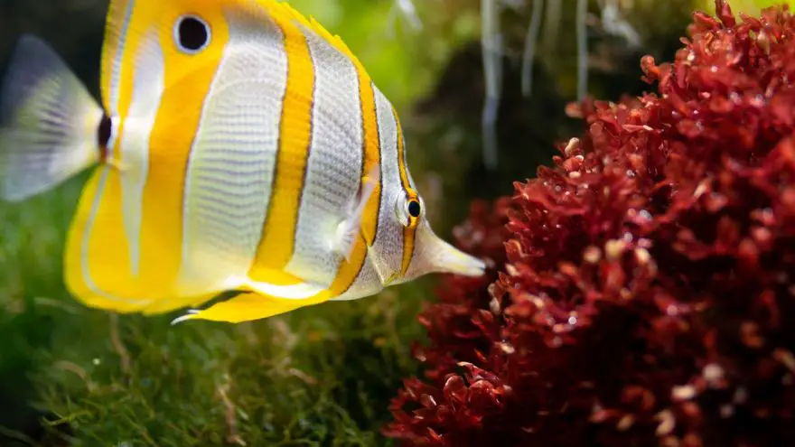 An in-depth guide on which saltwater aquarium fish are best for beginners.