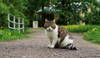 An in-depth guide on how to keep cats away from your home and garden. 