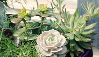 An in-depth guide on how to propagate succulents. 