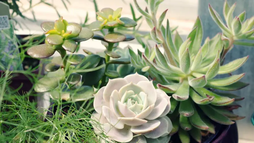 An in-depth guide on how to propagate succulents. 