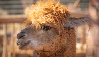 An informative blog on how to raise your own pet llama.