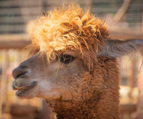 An informative blog on how to raise your own pet llama.